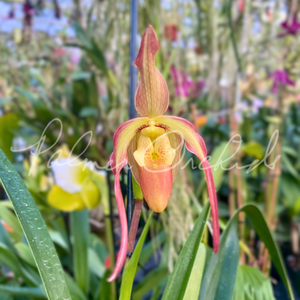 Phrag. QF Malia — Palmer Orchids